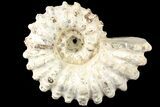 Bumpy Douvilleiceras Ammonite - Madagascar #79136-1
